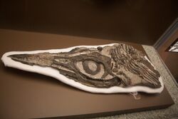 Ichthyosaur skull.jpg