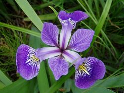 Iris versicolor 3.jpg