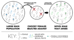 Kaneshiro Peripatric Speciation (process).png