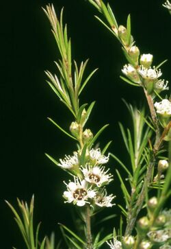 Kunzea linearis.jpg