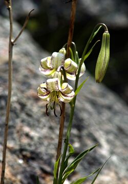 L.polyphylium.2.jpg