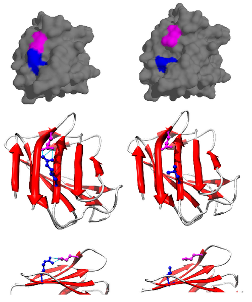 File:LMNA protein (1ifr) mutation R527L PMID 22549407 surface and cartoon.png