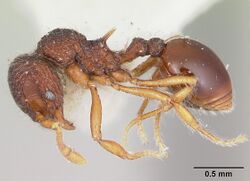 Lachnomyrmex lattkei casent0173879 profile 1.jpg