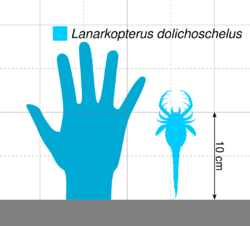 Lanarkopterus Scale.svg