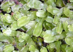 Liverwort.jpg