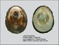 Lottia fenestrata.jpg