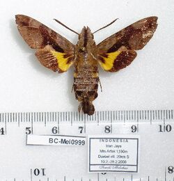 Macroglossum moecki (Indonesia, Irian Jaya, Arfak Mts, Duebei vill.) (BC-Mel0999) (T. Melichar) male upperside.jpg