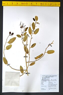 Maerua oblongifolia00.jpg