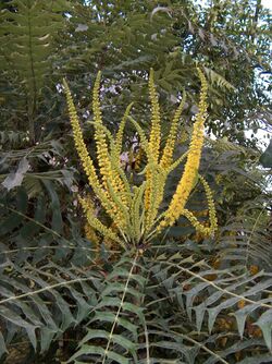 Mahonia lomariifolia flores.jpg