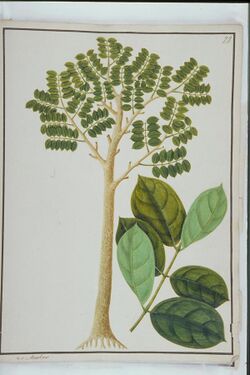 Malacca Teak, William Farquhar Collection of Natural History Drawings.jpg