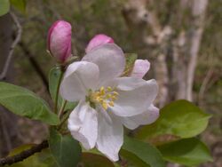 Malus coronaria, Seldom Seen, 2021-04-18, 04.jpg