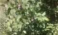 Mespilus canescens - Missouri Botanical Garden.jpg