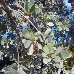 Miami Beach - Sand Dunes Flora - Silver Buttonwood Detail - Leaves and Fruit.jpg