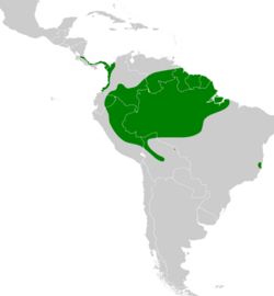 Micrastur mirandollei map.svg