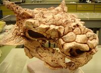 Minotaurasaurus skull cast.jpg