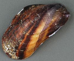 Modiolus americanus (American horse mussel) (San Salvador Island, Bahamas) 1 (15568036864).jpg