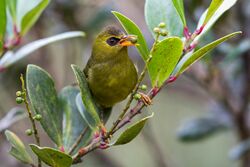 Olive-green bird with an orange bill and black eye-ring eating a small green berry.