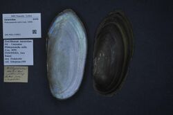 Naturalis Biodiversity Center - ZMA.MOLL.418821 - Pilsbryoconcha exilis (Lea, 1838) - Unionidae - Mollusc shell.jpeg