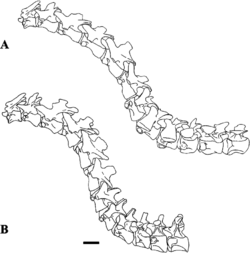Neck reconstructions of Sigilmassasaurus and Baryonyx.png