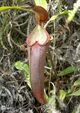 Nepenthes beccariana1.jpg