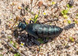 Oil beetle (40618).jpg