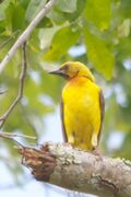 Olive-Headed Weaver (6885957391).jpg