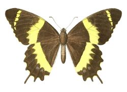 Papilio garamas abderus (1 - dorsal view).jpg