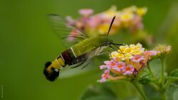 Colourful-hawk-moth