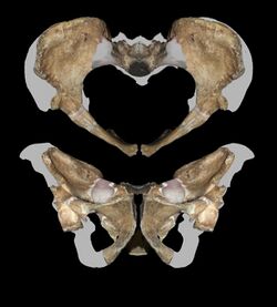 Pelvis MH2 Australopithecus sediba.jpg