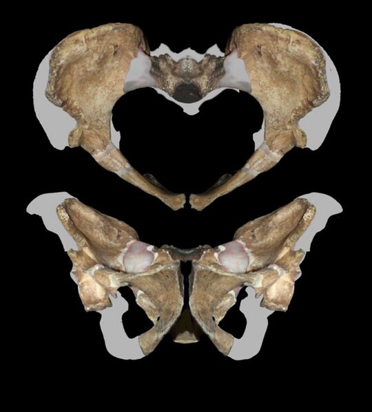 File:Pelvis MH2 Australopithecus sediba.jpg
