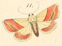 Pl.108-11-Eublemma adulans (=Eublemma dimidialis) (Felder & Rogenhofer 1874).jpg