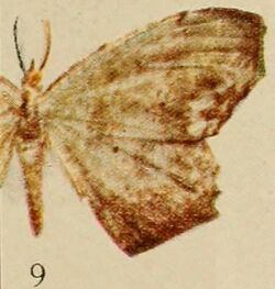 Pl.14-09-Gonanticlea langaria=Epigynopteryx langaria (Holland, 1920).JPG