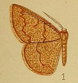 Pl.39-fig.01-Cacostegania australis Warren, 1901 (syn.S.glaucichroa).JPG
