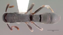 Platythyrea punctata psw7638-2 dorsal 1.jpg
