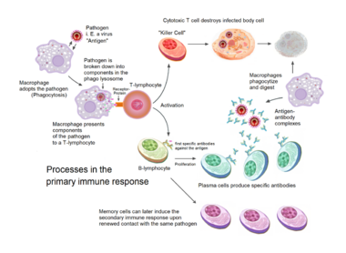 diagram showing the processes of activation, cell destruction and digestion, antibody production and proliferation, and response memory
