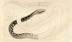 Pseudalsophis dorsalis (Die schlangen und eidechsen der Galapagos-inseln).jpg