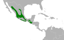 Ptiliogonys cinereus map.svg