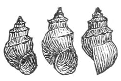 Pyrgophorus spinosus shell.jpg