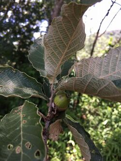 Quercus Segoviensis.jpg