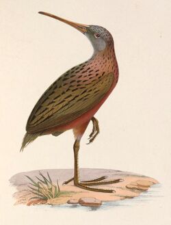 Rallus madagascariensis 1849.jpg