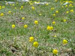Ranunculus bupleuroides (Picos de Europa) GF.jpg