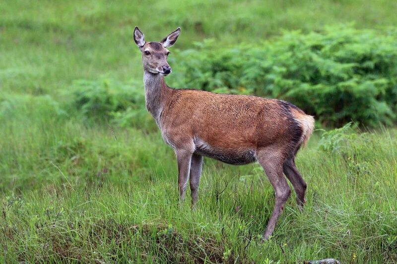 File:Red deer (Cervus elaphus) hind.jpg