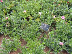Rhododendron indicum - Kunming Botanical Garden - DSC02873.JPG