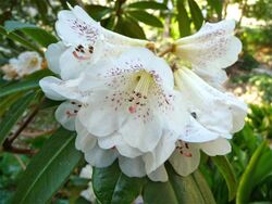 Rhododendron irroratum (8591641968).jpg