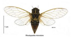 Rhodopsalta microdora male.jpg