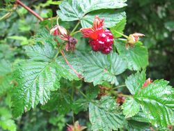 Salmonberry with leaves.jpg