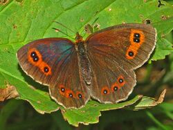 Satyrinae - Erebia aethiops.JPG