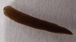 Schmidtea polychroa.jpg