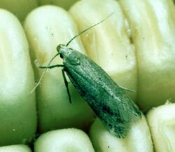 Sitotroga cerealella on corn.jpg