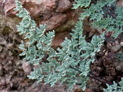 a fern with upswept, bluish-green leaf segments growing from a rock crevice